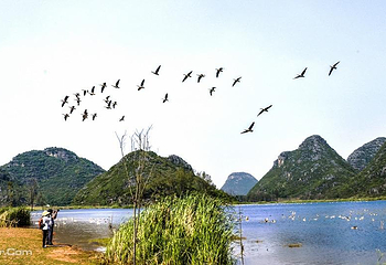 普者黑天鹅湖第 23 张图片