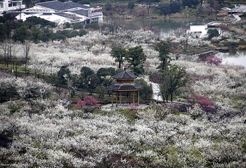 超山风景名胜区第 6 张图片