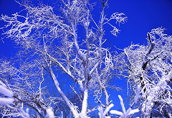 净月雪世界第 2 张图片
