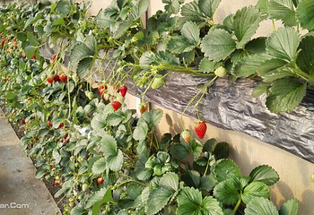北京兴寿天成种植园第 3 张图片