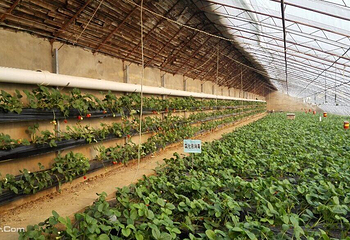 北京兴寿天成种植园第 6 张图片