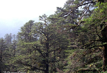 中国贡嘎山海螺沟第 32 张图片