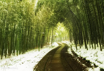 云栖竹径第 10 张图片