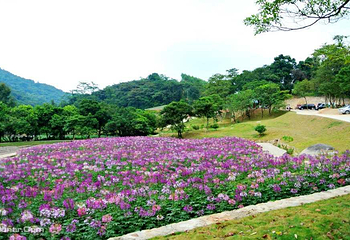 星罗纪大森林景区(广州二龙山花园)第 8 张图片