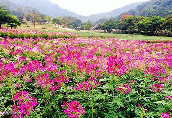 星罗纪大森林景区(广州二龙山花园)第 9 张图片