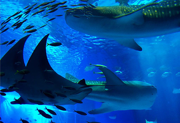 冲绳美丽海水族馆第 8 张图片