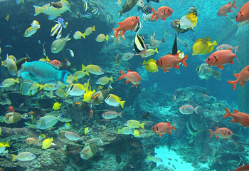冲绳美丽海水族馆第 4 张图片
