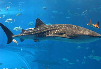 冲绳美丽海水族馆第 6 张图片