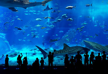 冲绳美丽海水族馆第 2 张图片