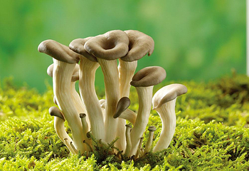 上庄蘑菇园第 6 张图片