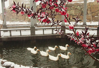 沙河市桃花源风景区第 13 张图片