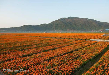 凤凰花海第 8 张图片