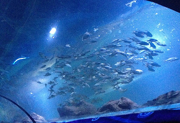 邯郸海洋世界第 12 张图片