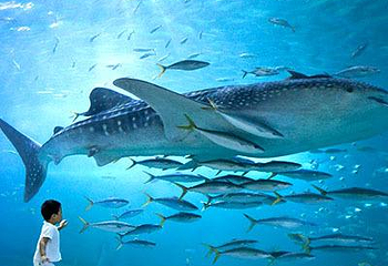 济州岛Aqua Planet水族馆第 7 张图片