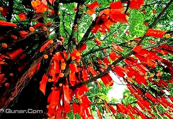 武汉东湖猴岛第 5 张图片