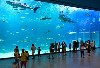 济州岛Aqua Planet水族馆第 9 张图片