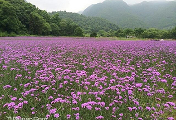 花溪香堤薰衣草庄园第 1 张图片