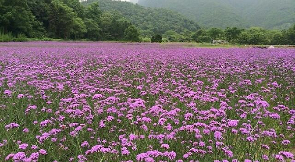 花溪香堤薰衣草庄园