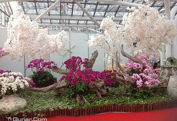 陈村花卉世界第 25 张图片