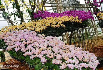 新余今日百花欢乐大世界第 1 张图片