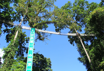 西双版纳热带雨林国家公园望天树景区第 30 张图片