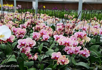 新余今日百花欢乐大世界第 3 张图片