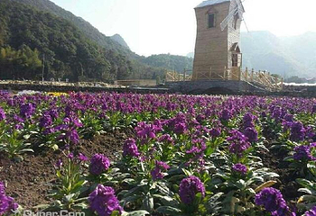 花溪香堤薰衣草庄园第 3 张图片