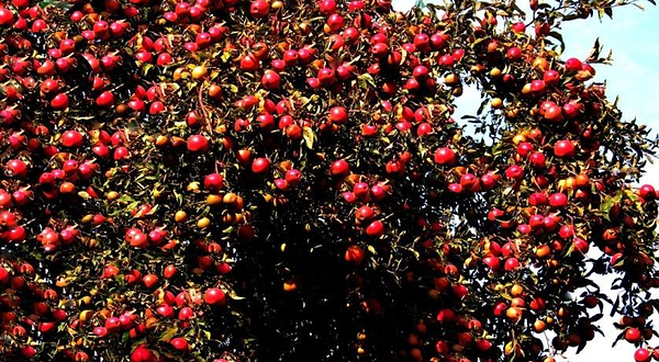 巴彦岱阿勒玛景区