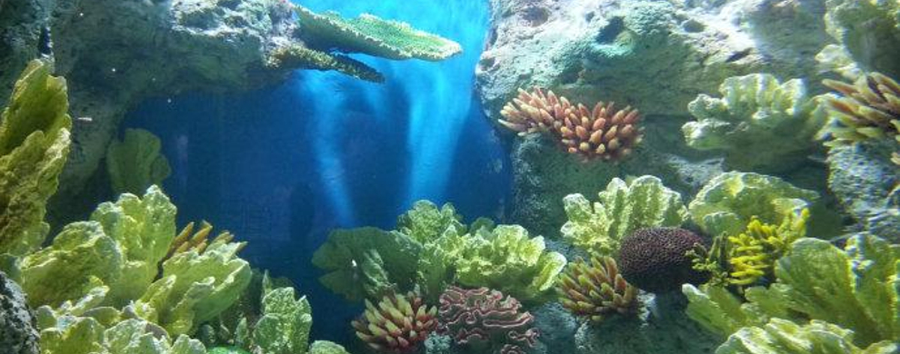 浅海海底,浅海鱼,海底奇观(第9页)_大山谷图库