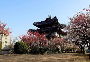 梅花山第 2 张图片