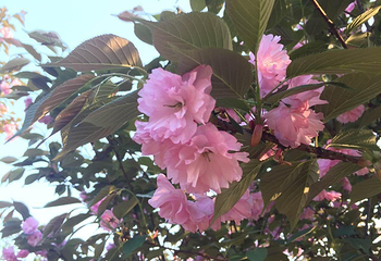 五洲园第 4 张图片