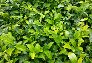 中华普洱茶博览苑第 24 张图片
