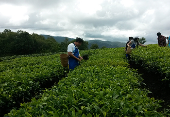 中华普洱茶博览苑第 28 张图片