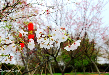 绵阳盛世樱花悠乐谷第 12 张图片