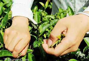 东山大树名家茶场（杨家湾店）第 2 张图片
