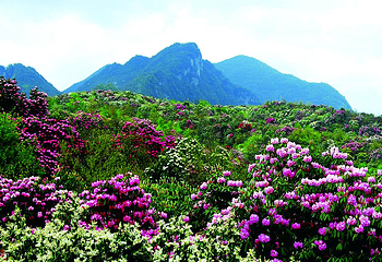 百里杜鹃风景区第 23 张图片