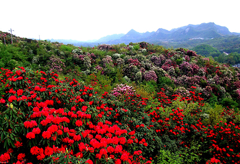 百里杜鹃风景区第 37 张图片
