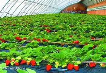 鑫聚金香草莓采摘园第 2 张图片