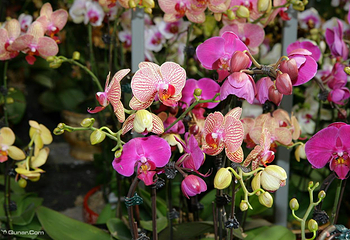 昆都花市第 2 张图片