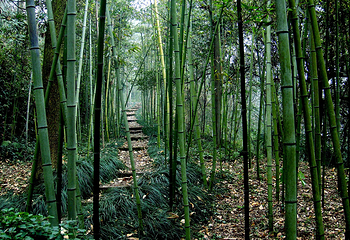 三峡湿地—杨守敬书院第 31 张图片