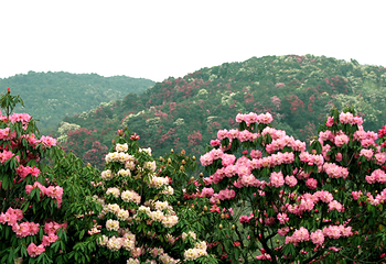 百里杜鹃风景区第 5 张图片