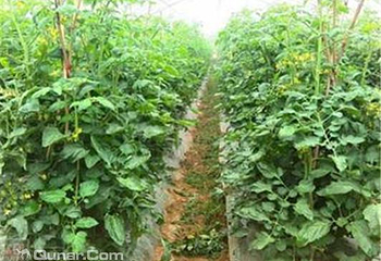 欲信达蔬菜采摘园第 5 张图片