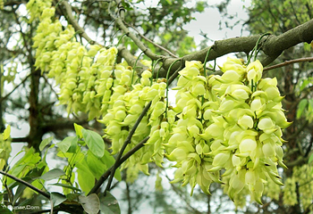 五彩禾雀花基地第 2 张图片