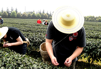 竹叶青生态茗园第 2 张图片