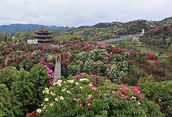 百里杜鹃风景区第 3 张图片