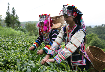 中华普洱茶博览苑第 5 张图片