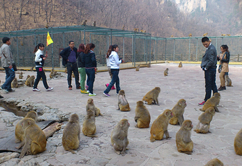 蟒河生态旅游区第 27 张图片