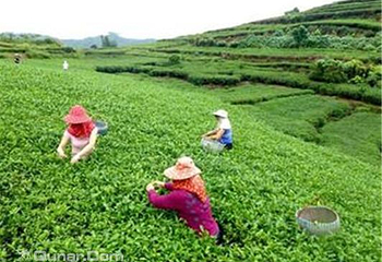 东山大树名家茶场（杨家湾店）第 3 张图片