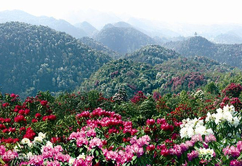 百里杜鹃风景区第 2 张图片