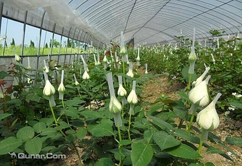 花解语园艺场第 2 张图片